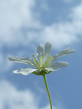 Patricia Koelle Alles voller Himmel